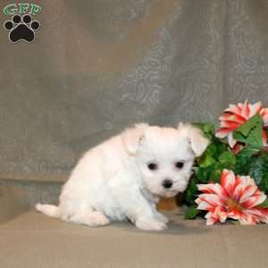 Calvin, Maltese Puppy